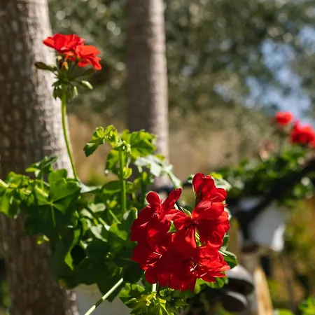 Oasi Hébergement de vacances Campofelice Di Roccella